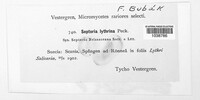 Septoria lythrina image